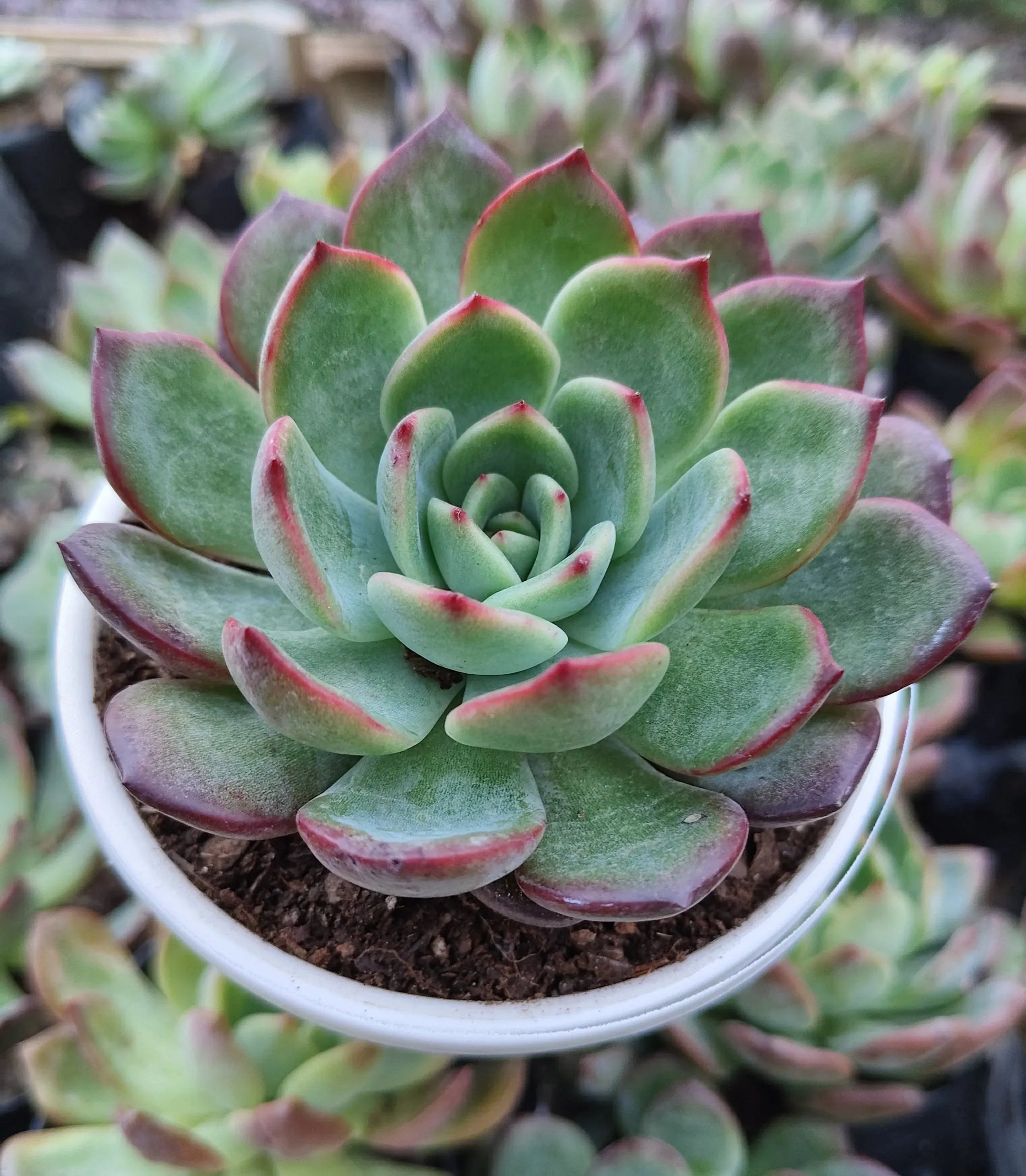 moonglow succulent Echeveria Moonglow Hybrid Succulent