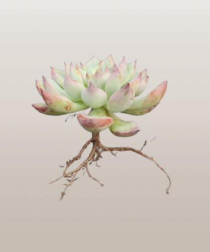 Echeveria Apus Succulent Hybrid | Bare-Rooted – Powdery Blue-Green Rosette | Succulent for Home Décor