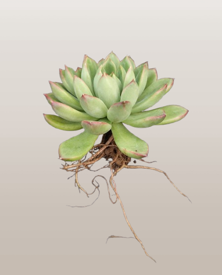 Echeveria ‘Royal Green’ | Bare-Rooted – Elegant Succulent for Home, Office & Garden Decor