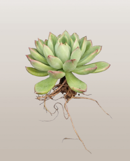 Echeveria ‘Royal Green’ | Bare-Rooted – Elegant Succulent for Home, Office & Garden Decor