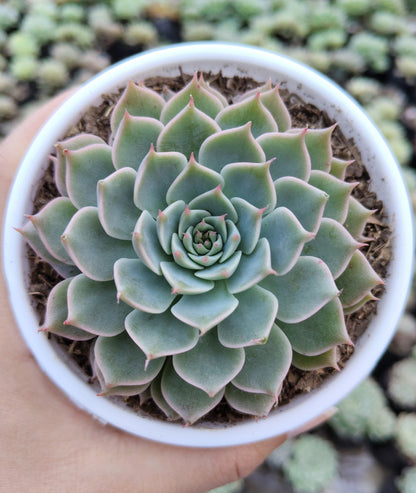 Echeveria Elegans (Mexican Snowball) | Bare-Rooted – Succulent Plant | Symbol of Positivity, Luck & Growth
