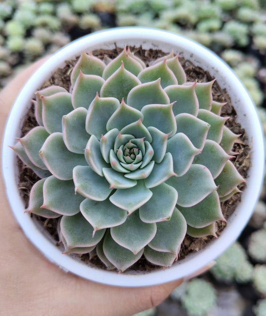Echeveria Elegans (Mexican Snowball) | Bare-Rooted – Succulent Plant | Symbol of Positivity, Luck & Growth