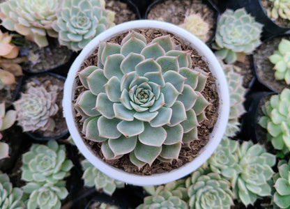 Echeveria Elegans (Mexican Snowball) | Bare-Rooted – Succulent Plant | Symbol of Positivity, Luck & Growth