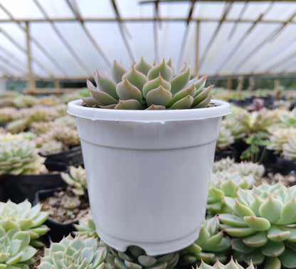 Echeveria Elegans (Mexican Snowball) | Bare-Rooted – Succulent Plant | Symbol of Positivity, Luck & Growth