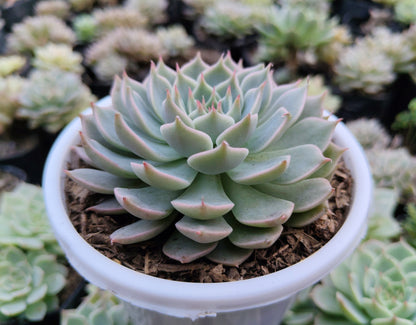 Echeveria Elegans (Mexican Snowball) | Bare-Rooted – Succulent Plant | Symbol of Positivity, Luck & Growth