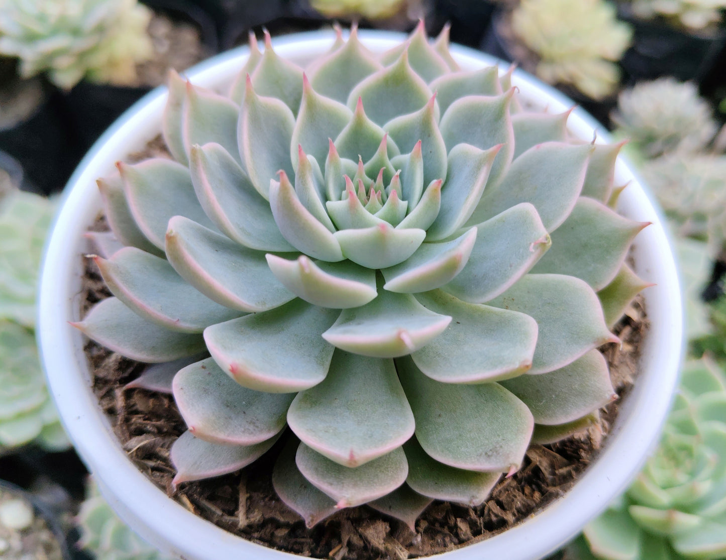 Echeveria Elegans (Mexican Snowball) | Bare-Rooted – Succulent Plant | Symbol of Positivity, Luck & Growth