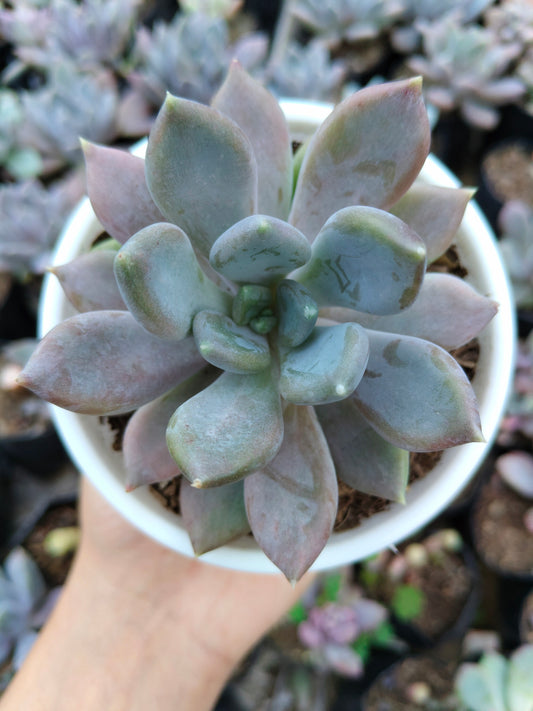 Pink Pachyphytum Pachyphytoides Hybrid – Rosy Succulent | Bare Rooted | Indoor Plant for Home