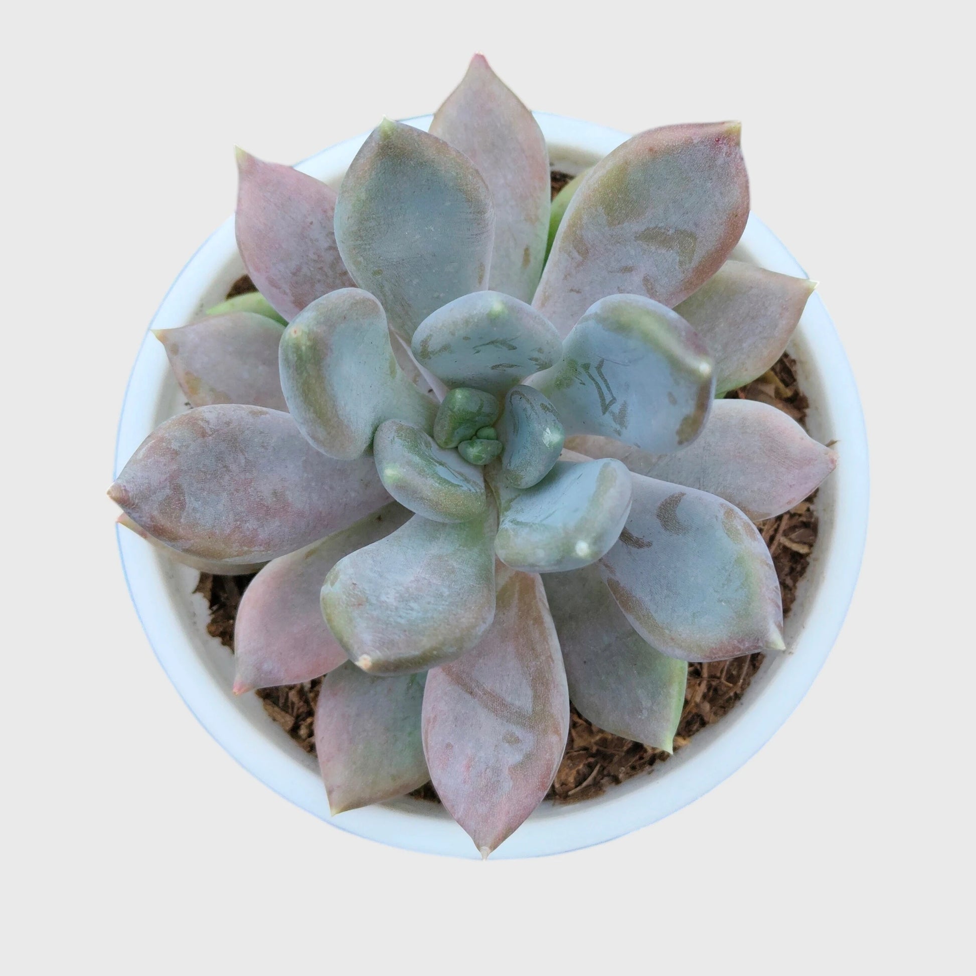 Pink Pachyphytum Pachyphytoides Hybrid – Rare Pink Collector Succulent | Perfect for Home Decor | Bare Rooted
