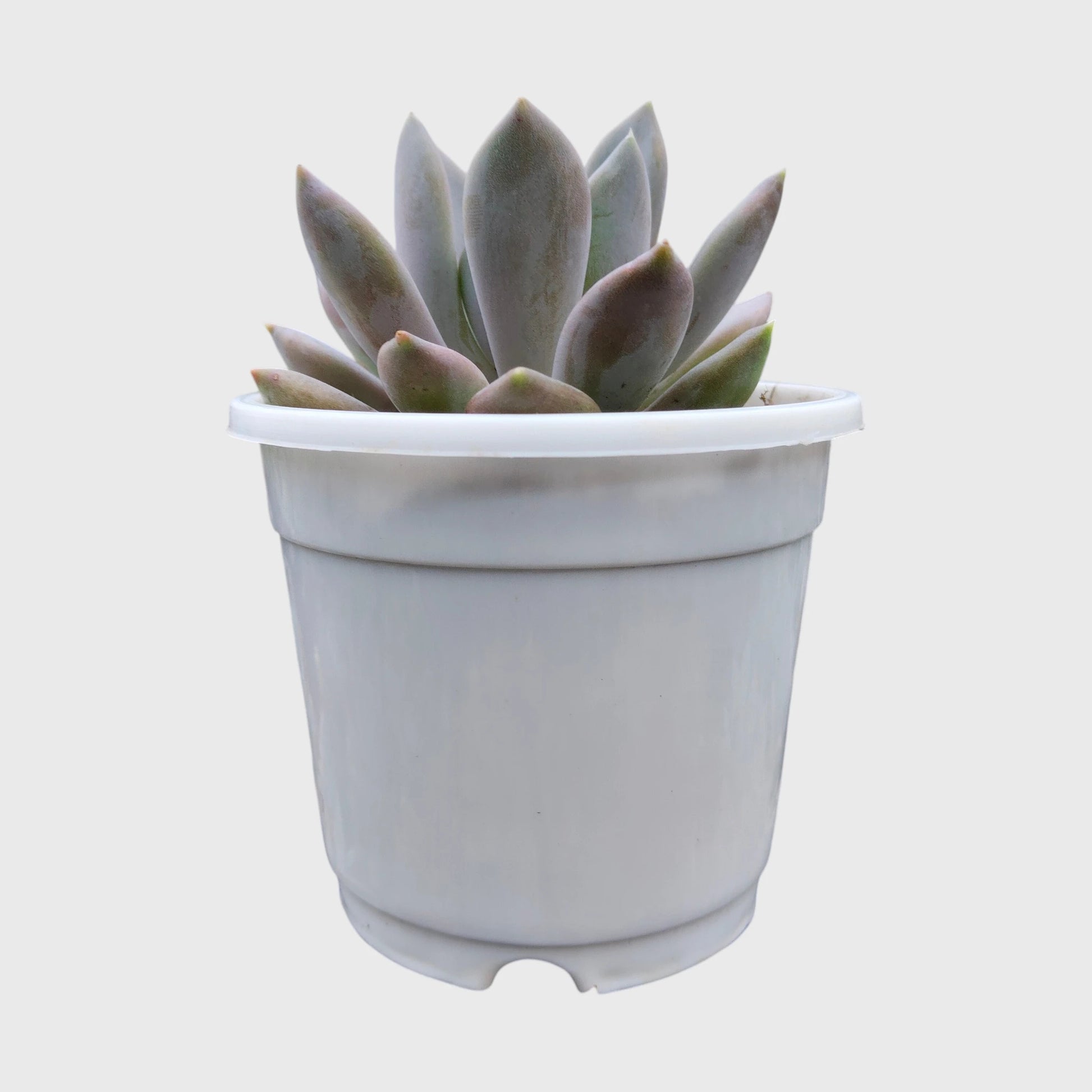 Pink Pachyphytum Pachyphytoides Hybrid – Rare Pink Collector Succulent | Perfect for Home Decor | Bare Rooted