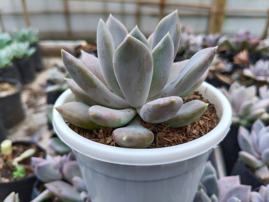 Pink Pachyphytum Pachyphytoides Hybrid – Rosy Succulent | Bare Rooted | Indoor Plant for Home