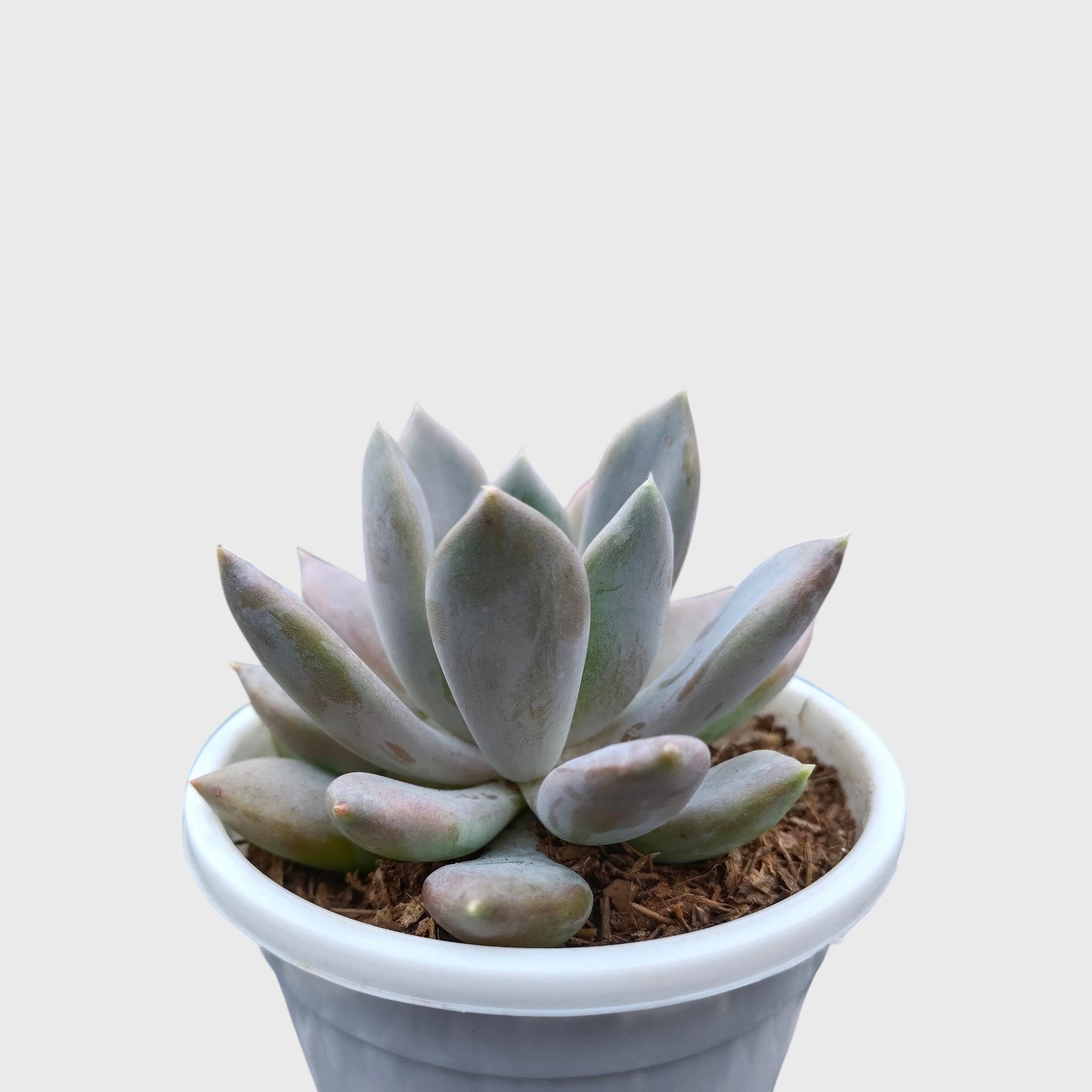 Pink Pachyphytum Pachyphytoides Hybrid – Rare Pink Collector Succulent | Perfect for Home Decor | Bare Rooted