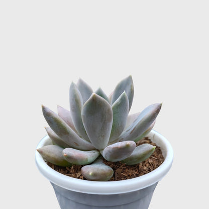 Pink Pachyphytum Pachyphytoides Hybrid – Rare Pink Collector Succulent | Perfect for Home Decor | Bare Rooted