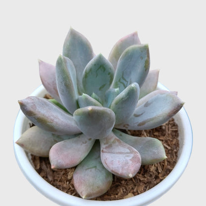 Pink Pachyphytum Pachyphytoides Hybrid – Rare Pink Collector Succulent | Perfect for Home Decor | Bare Rooted