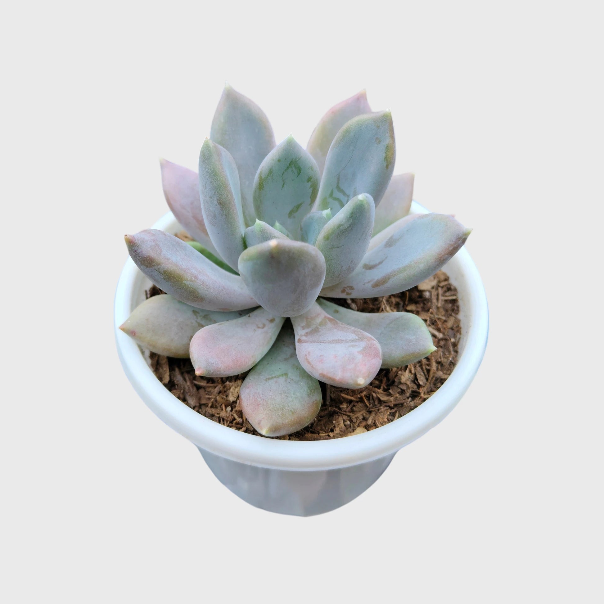 Pink Pachyphytum Pachyphytoides Hybrid – Rare Pink Collector Succulent | Perfect for Home Decor | Bare Rooted