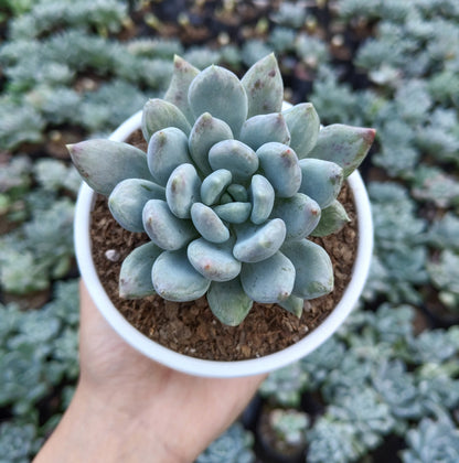 Pachyveria pachyphytoides “Moonstones” | Bare-Rooted – Beautiful Succulent for Home or Office