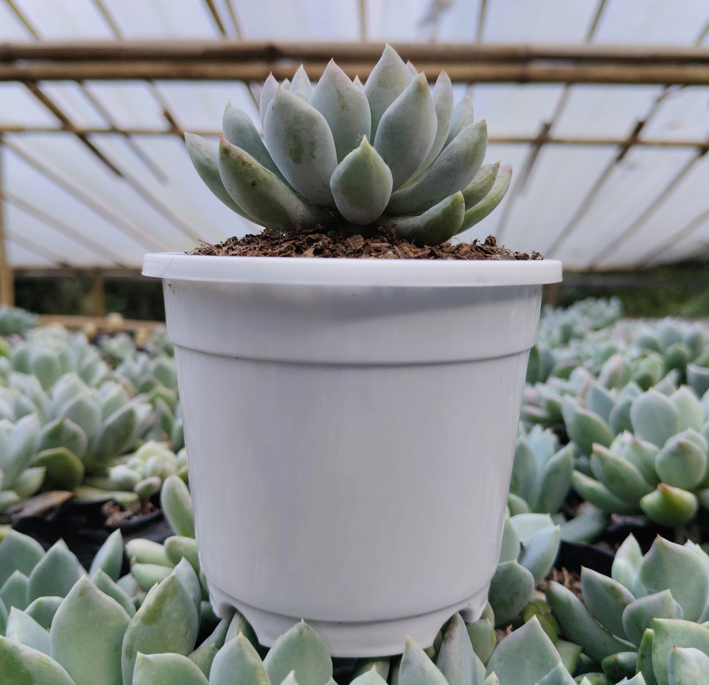 Pachyveria pachyphytoides “Moonstones” | Bare-Rooted – Beautiful Succulent for Home or Office