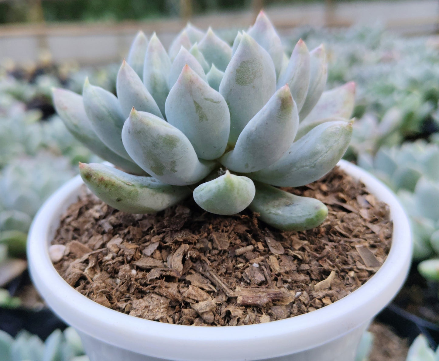 Pachyveria pachyphytoides “Moonstones” | Bare-Rooted – Beautiful Succulent for Home or Office