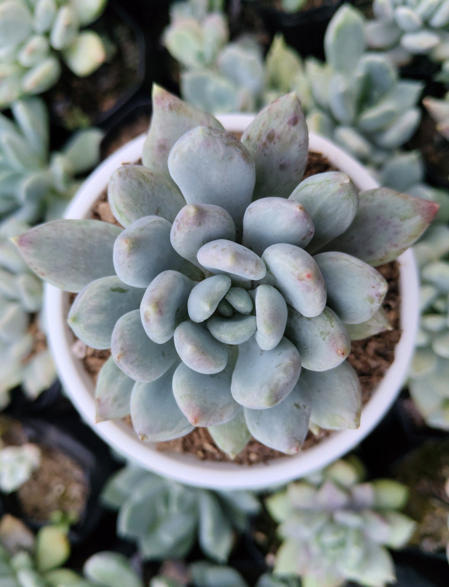 Pachyveria pachyphytoides “Moonstones” | Bare-Rooted – Beautiful Succulent for Home or Office