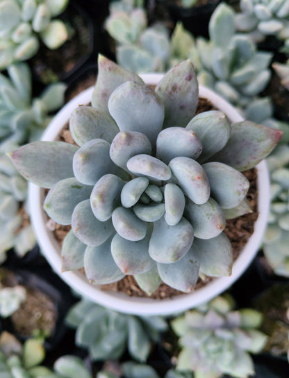 Pachyveria pachyphytoides “Moonstones” | Bare-Rooted – Beautiful Succulent for Home or Office