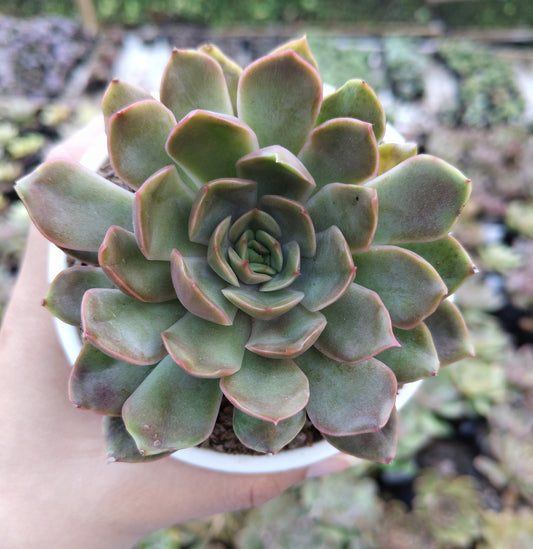 Echeveria 'Pink Harin' Bare-Rooted