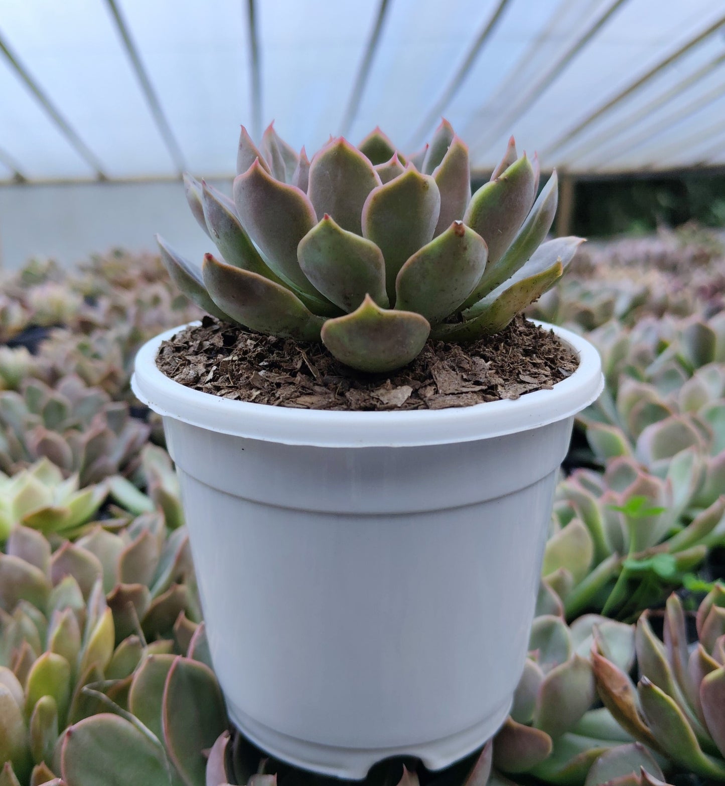 Echeveria 'Pink Harin' Bare-Rooted