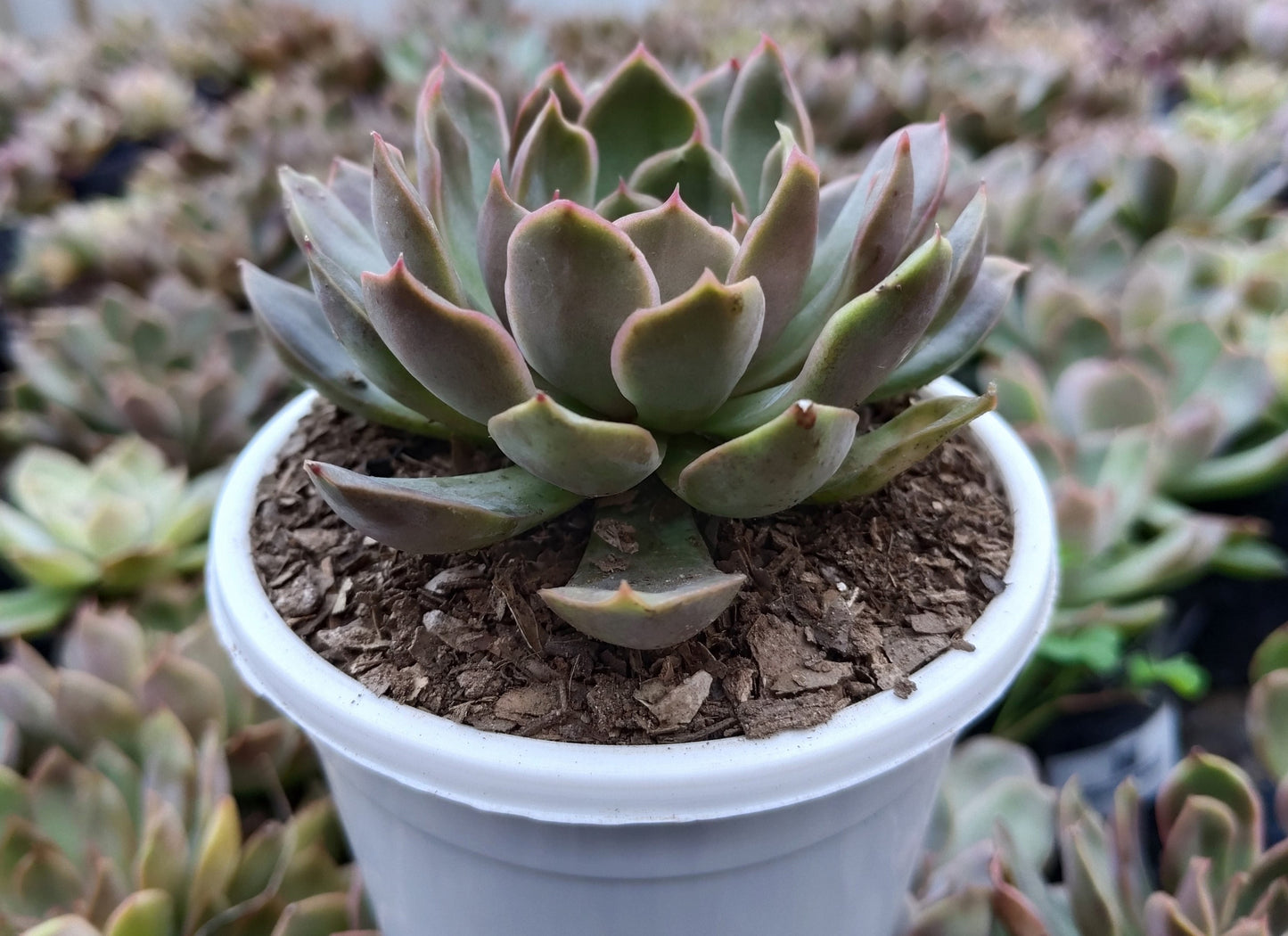 Echeveria 'Pink Harin' Bare-Rooted