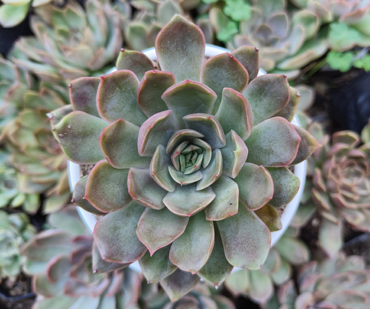 Echeveria 'Pink Harin' Bare-Rooted