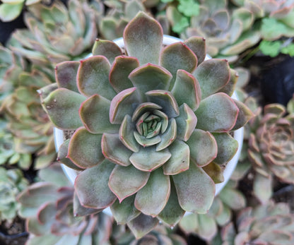 Echeveria 'Pink Harin' Bare-Rooted