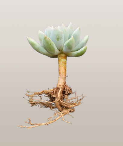 Pachyveria pachyphytoides “Moonstones” | Bare-Rooted – Beautiful Succulent for Home or Office