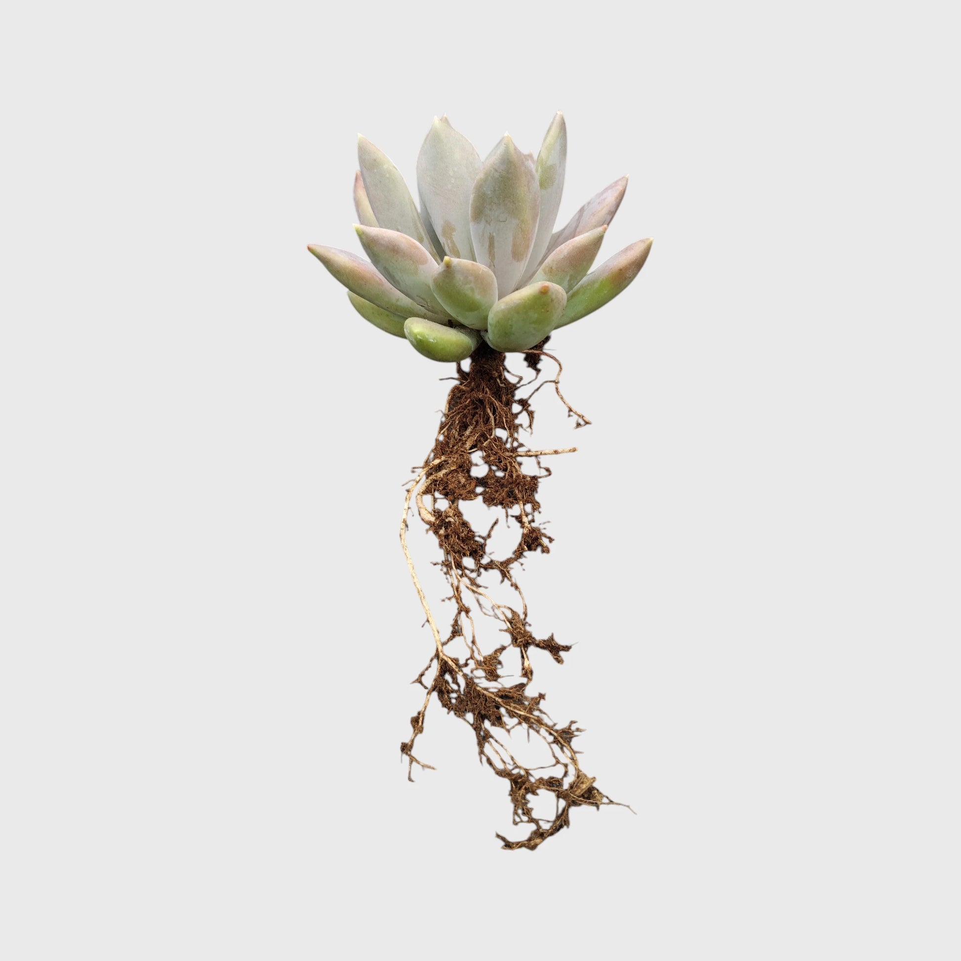 Pink Pachyphytum Pachyphytoides Hybrid – Rare Pink Collector Succulent | Perfect for Home Decor | Bare Rooted