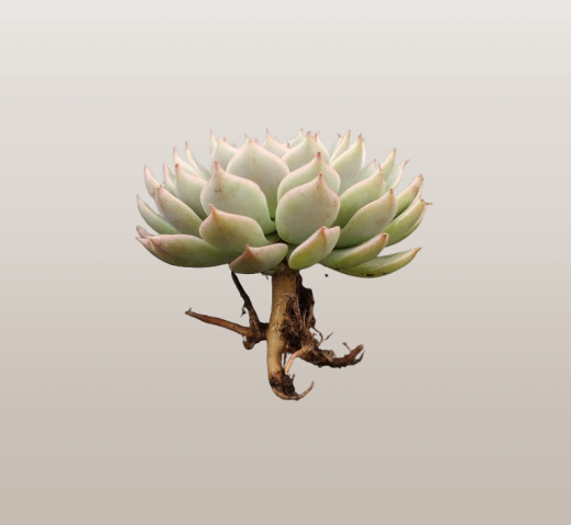Echeveria Elegans (Mexican Snowball) | Bare-Rooted – Succulent Plant | Symbol of Positivity, Luck & Growth