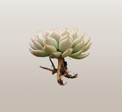 Echeveria Elegans (Mexican Snowball) | Bare-Rooted – Succulent Plant | Symbol of Positivity, Luck & Growth