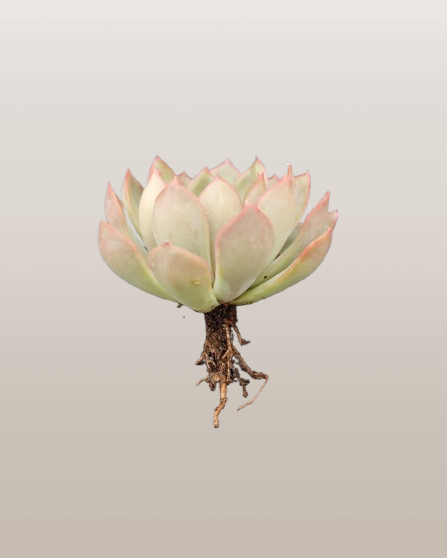 Echeveria 'Pink Harin' Bare-Rooted