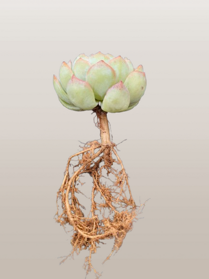 White Mexican Elegance Rose Succulent | Bare-Rooted – Graceful Beauty for Office, Home, and Garden