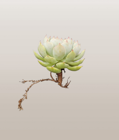 Echeveria Lunas Hybrid | Bare-Rooted – Elegant Succulent for Home & Office Decor