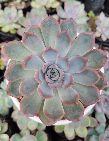 Echeveria Orient | Bare-Rooted – Beautiful Succulent for Home and Office
