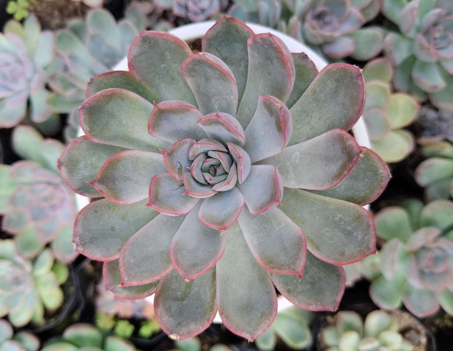 Echeveria Orient | Bare-Rooted – Beautiful Succulent for Home and Office