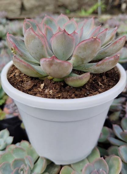 Echeveria Orient | Bare-Rooted – Beautiful Succulent for Home and Office