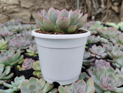 Echeveria Orient | Bare-Rooted – Beautiful Succulent for Home and Office