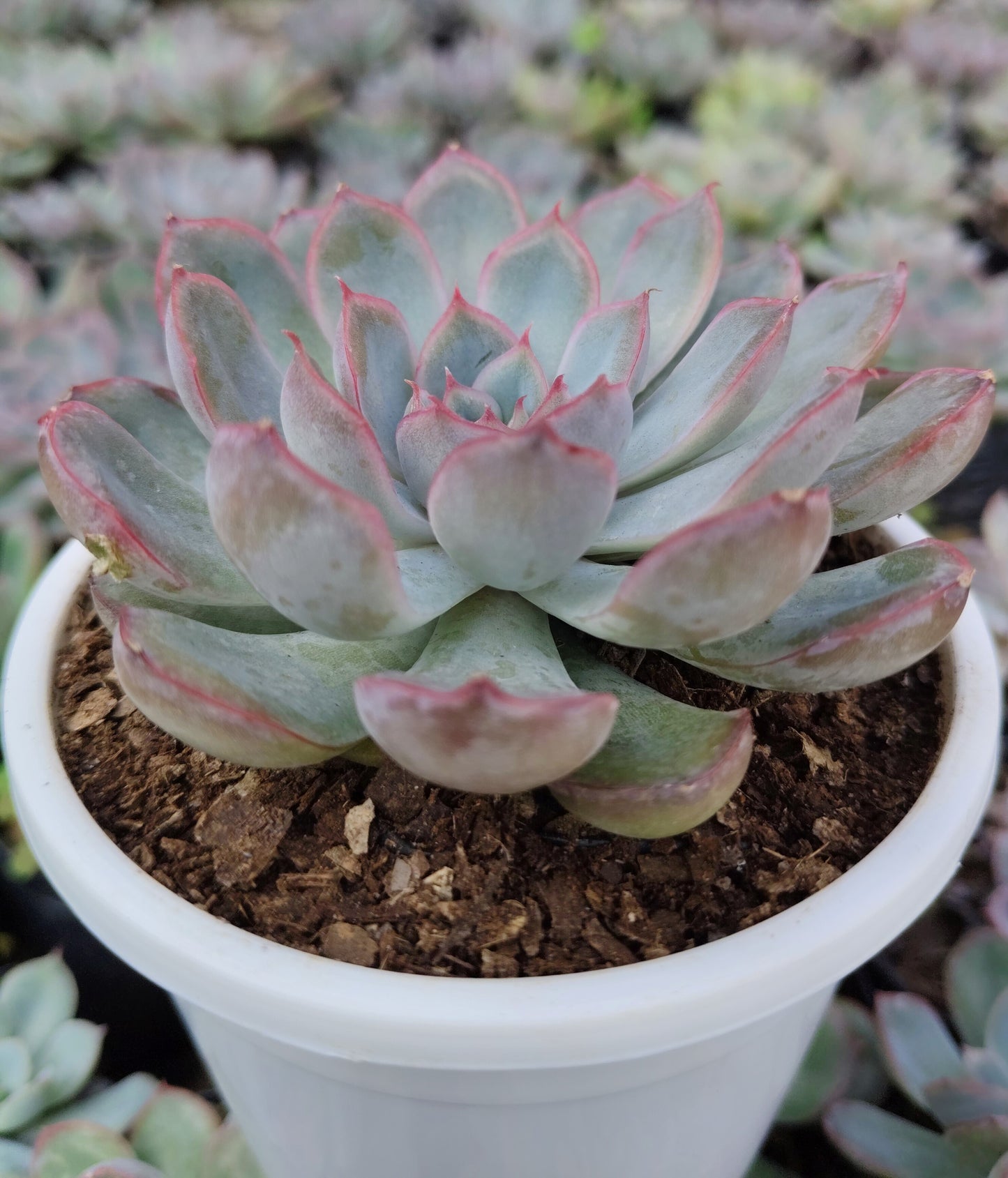 Echeveria Orient | Bare-Rooted – Beautiful Succulent for Home and Office