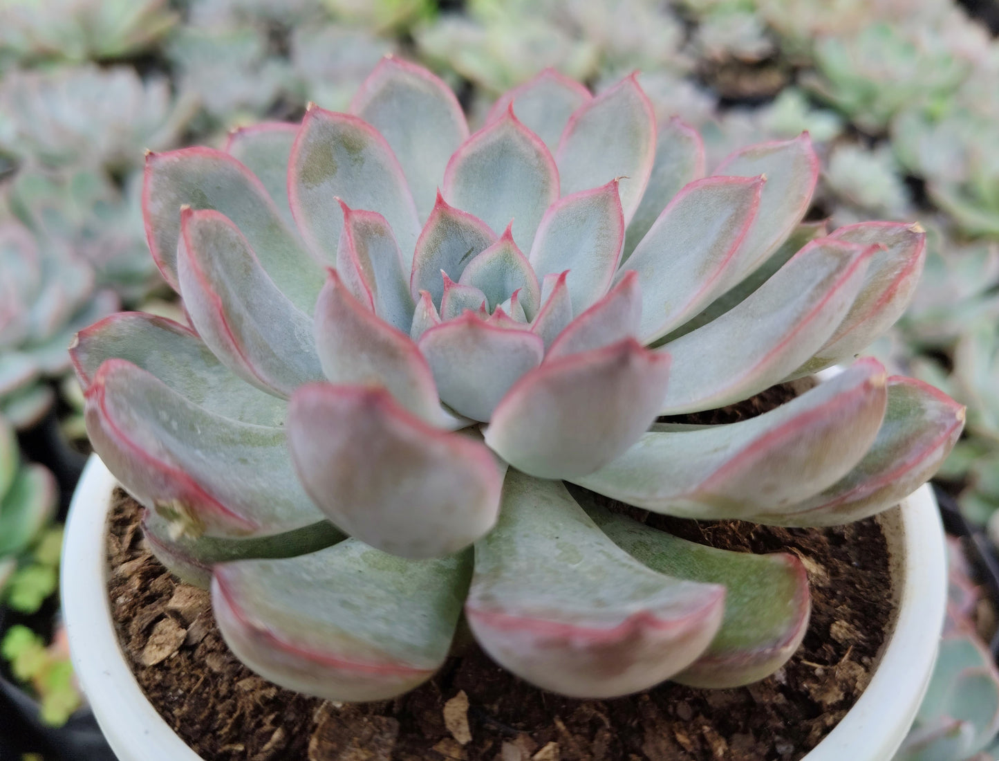 Echeveria Orient | Bare-Rooted – Beautiful Succulent for Home and Office