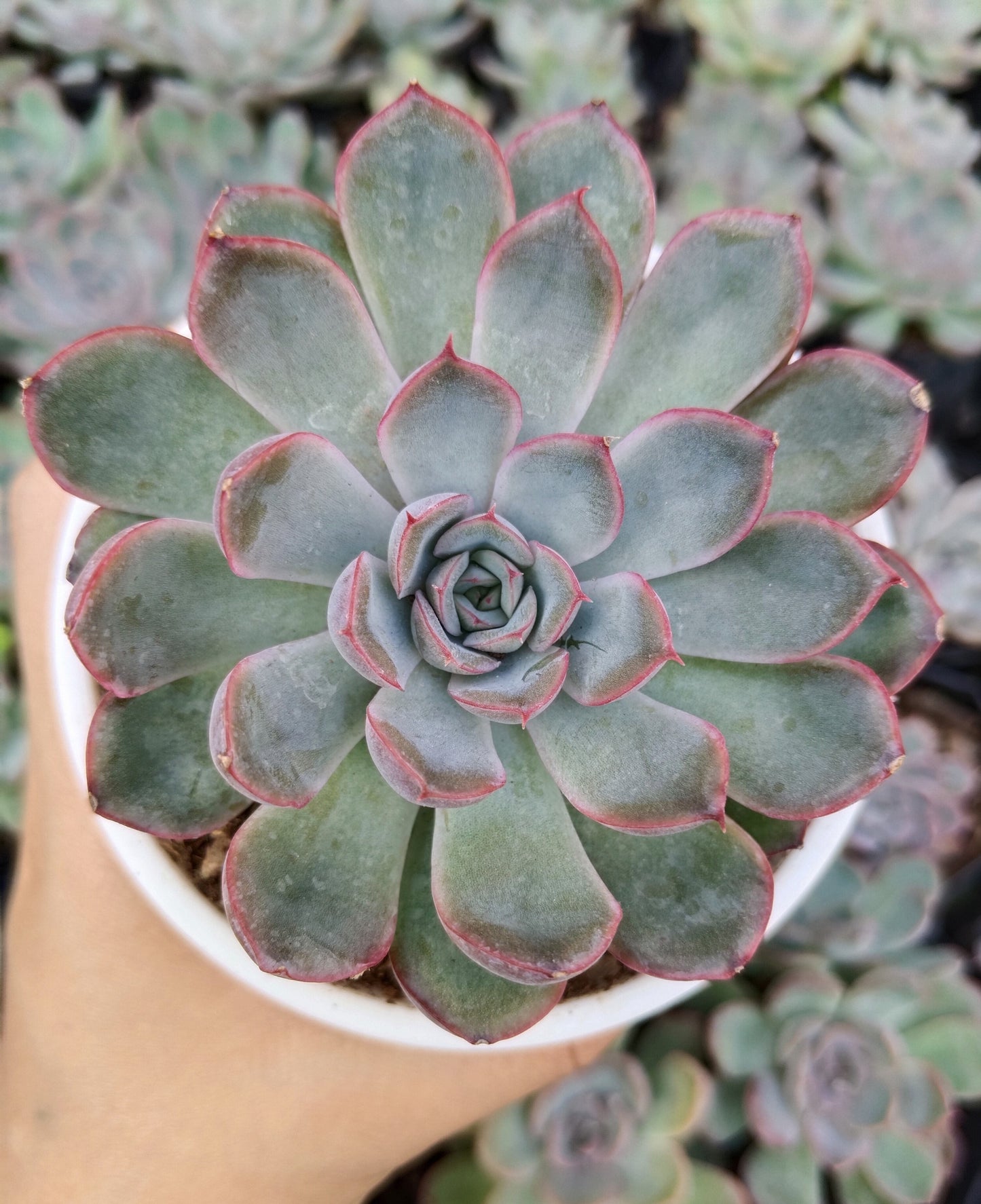 Echeveria Orient | Bare-Rooted – Beautiful Succulent for Home and Office