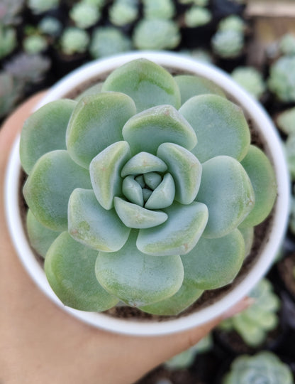 Echeveria Icy Green Succulent | Bare-Rooted – Serene Beauty for Office, Home, and Garden