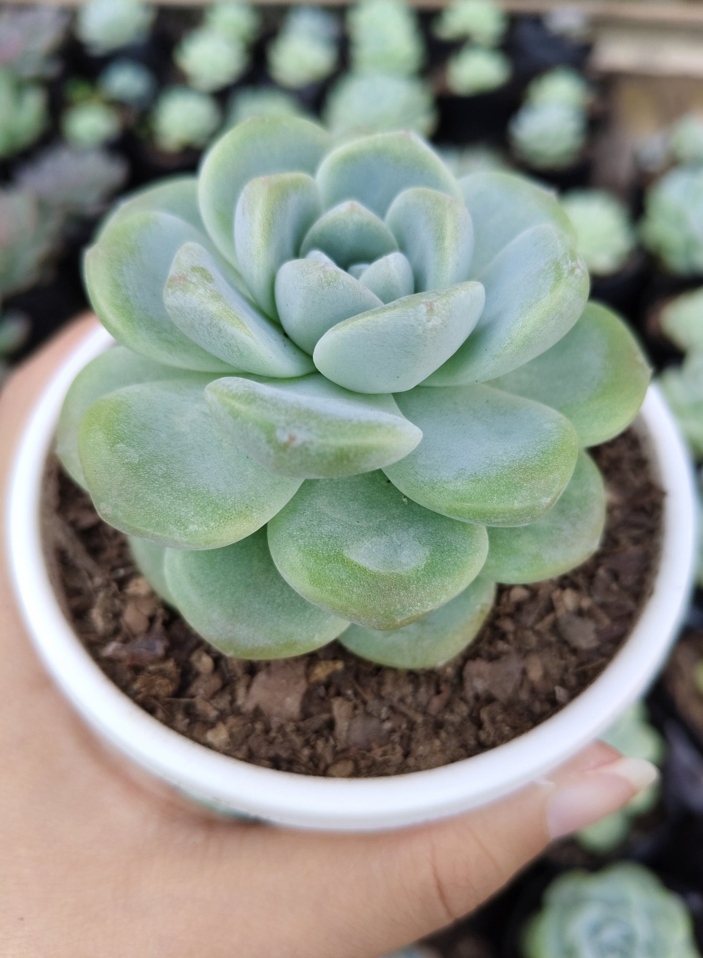 Echeveria Icy Green Succulent | Bare-Rooted – Serene Beauty for Office, Home, and Garden