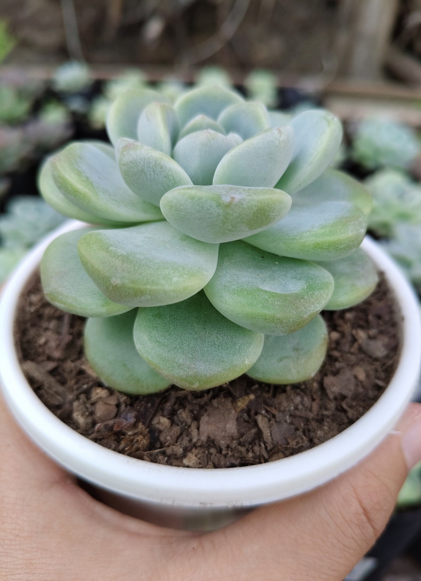 Echeveria Icy Green Succulent | Bare-Rooted – Serene Beauty for Office, Home, and Garden