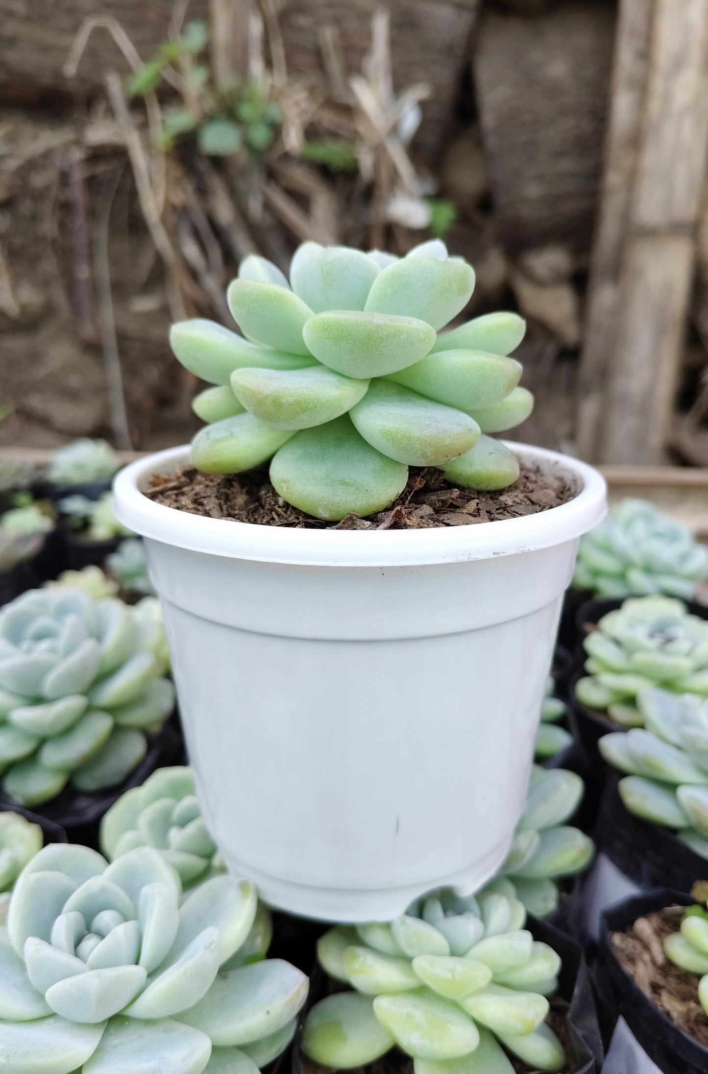 Echeveria Icy Green Succulent | Bare-Rooted – Serene Beauty for Office, Home, and Garden