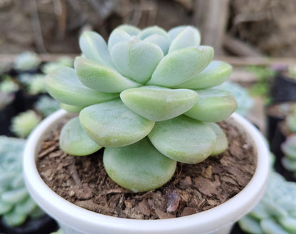 Echeveria Icy Green Succulent | Bare-Rooted – Serene Beauty for Office, Home, and Garden