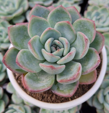 Echeveria ‘Icy Green’ Hybrid | Bare-Rooted – Captivating Succulent Plant for Homes and Gardens