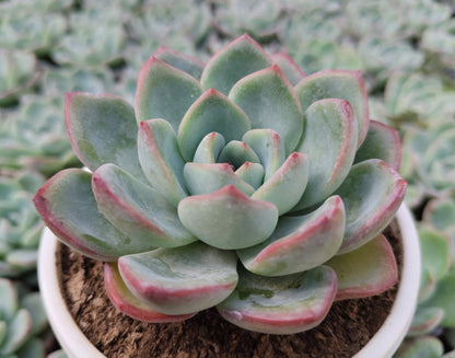 Echeveria ‘Icy Green’ Hybrid | Bare-Rooted – Captivating Succulent Plant for Homes and Gardens