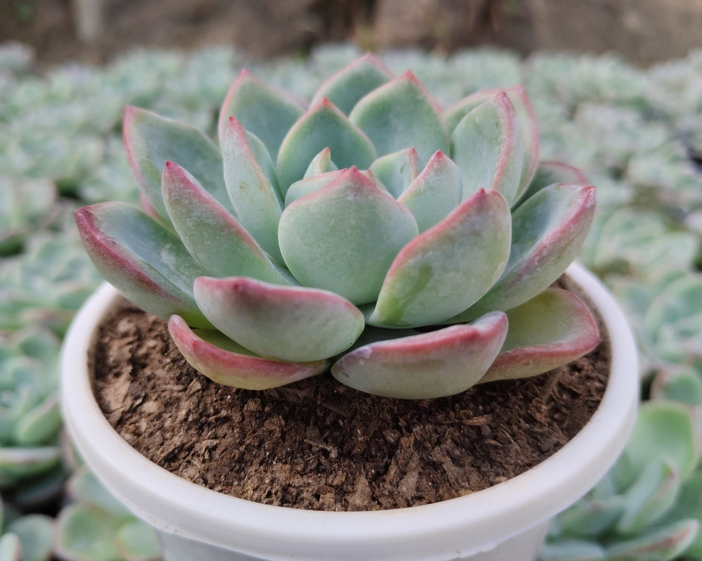 Echeveria ‘Icy Green’ Hybrid | Bare-Rooted – Captivating Succulent Plant for Homes and Gardens
